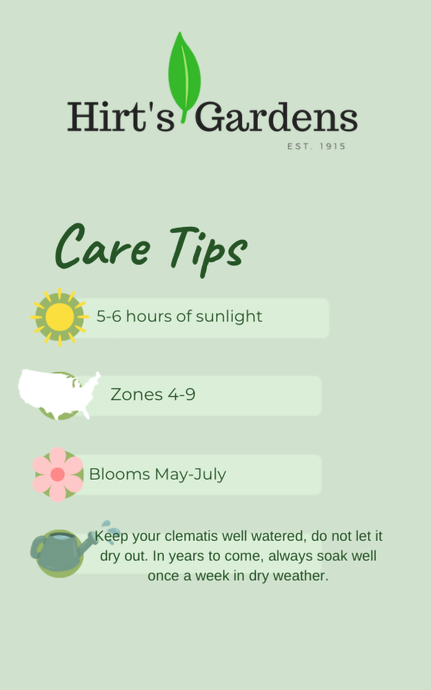 The President Clematis Vine - Deep Purple - 2.5" Pot