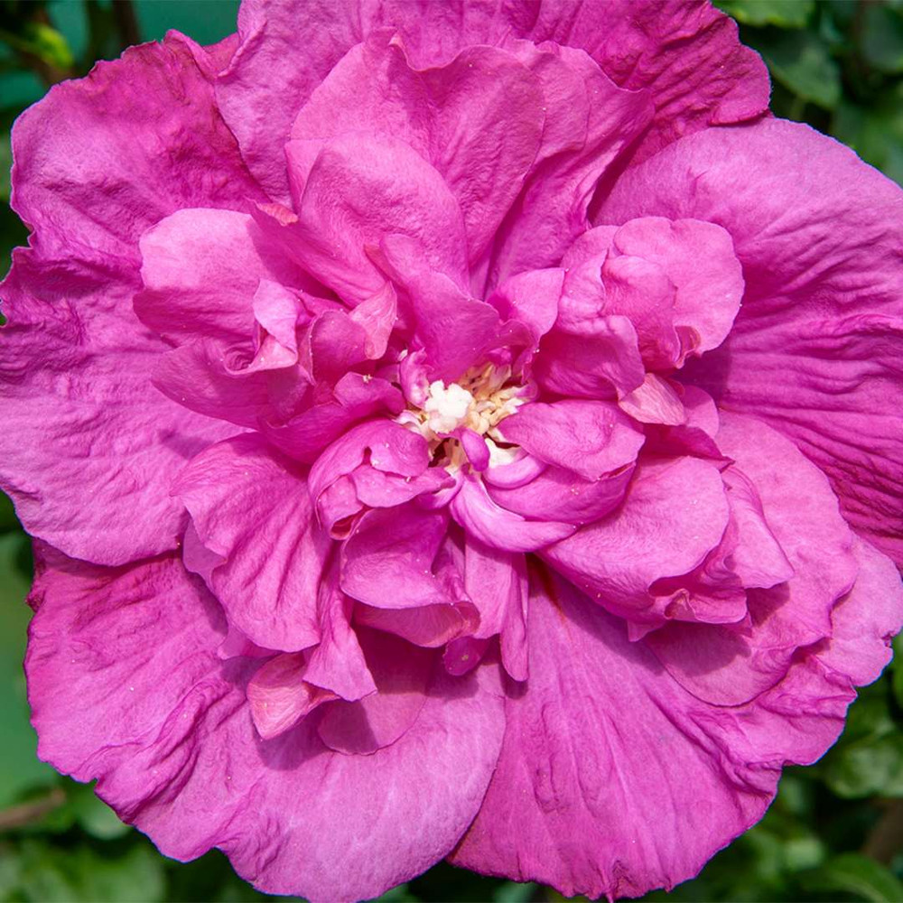 Magenta CHIFFON® Hibiscus syriacus - Rose of Sharon - 4" Pot - Proven Winners