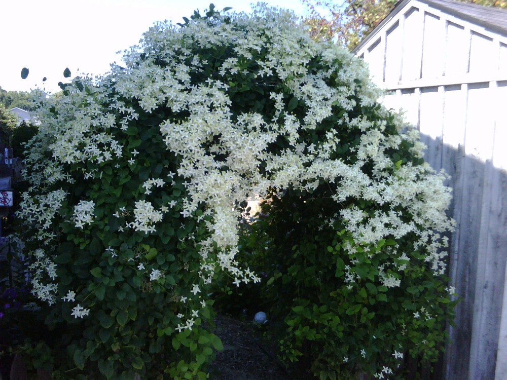 Sweet Autumn Clematis Vine  - Clematis paniculata - Fragrant - 2.5" Pot