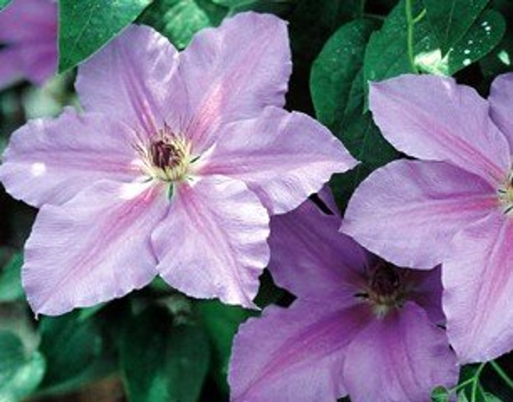 light purple clematis