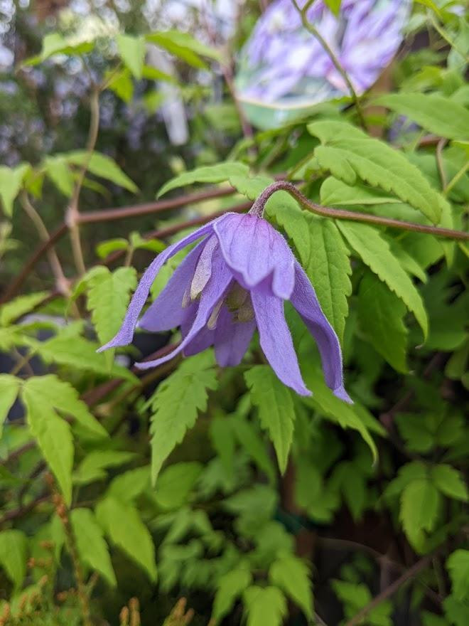 Blue Bird macropetala Clematis 15 Seeds - Vine - Hirt's Gardens