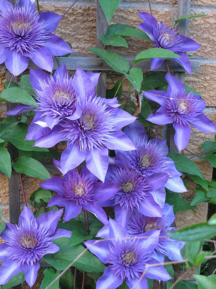 Multi Blue Clematis - NEW! - Navy Blue Double Flower - 2.5