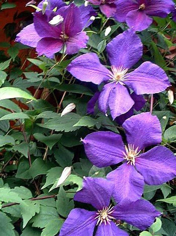 Jackmani Clematis Vine - Velvety-Purple - 2.5" Pot Jackmani Clematis Vine - Velvety-Purple - 2.5" Pot