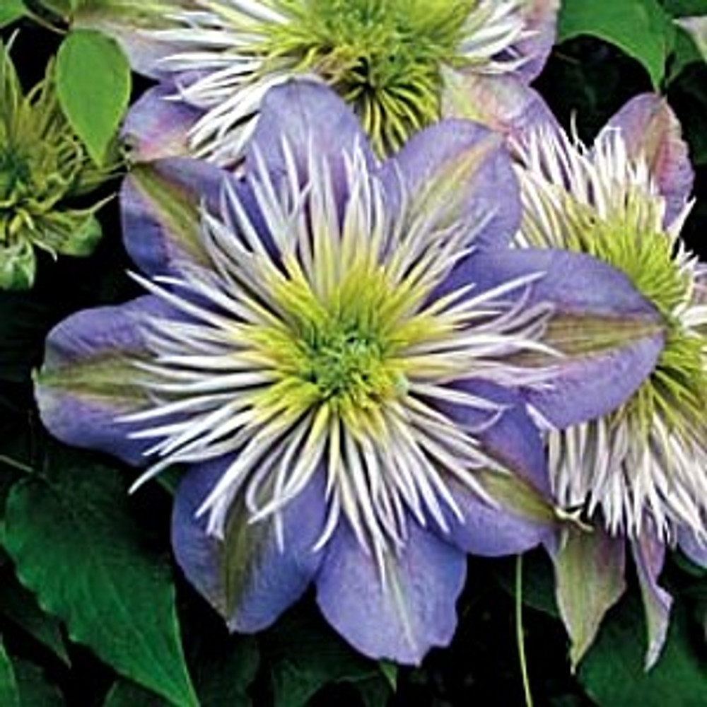 Crystal Fountain 'Evipo038' Clematis - NEW! - 2.5" Pot