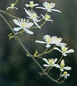 Clematis Sweet Autumn Vine 15 Seeds -paniculata