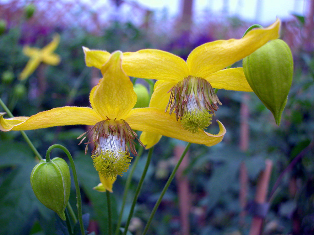 Helios Tangutica Clematis - The Best Yellow - 2.5" Pot