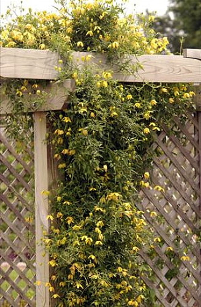 Helios Tangutica Clematis - The Best Yellow - 2.5" Pot