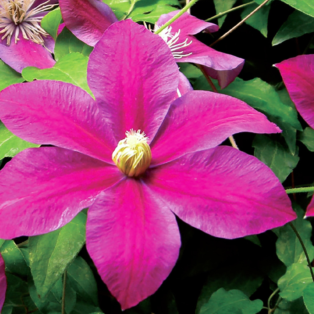 Sunset Clematis - Burgundy Red/Magenta - 2.5" Pot