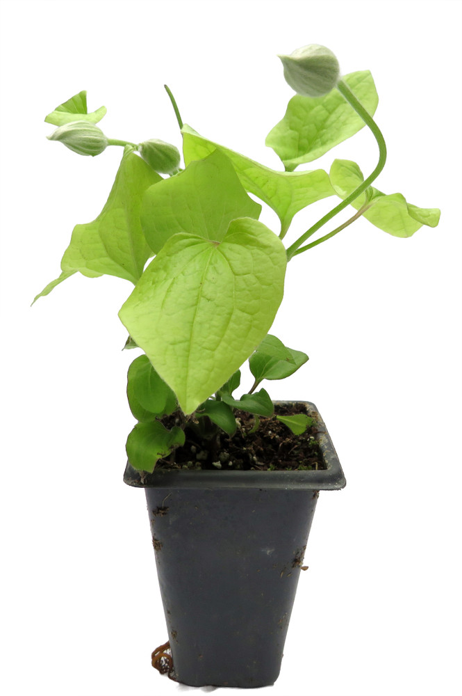 Sunset Clematis - Burgundy Red/Magenta - 2.5" Pot