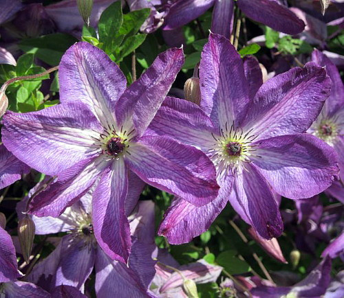 Violet Stargazer' Clematis Vine - Purple/White Star Shaped Flowers