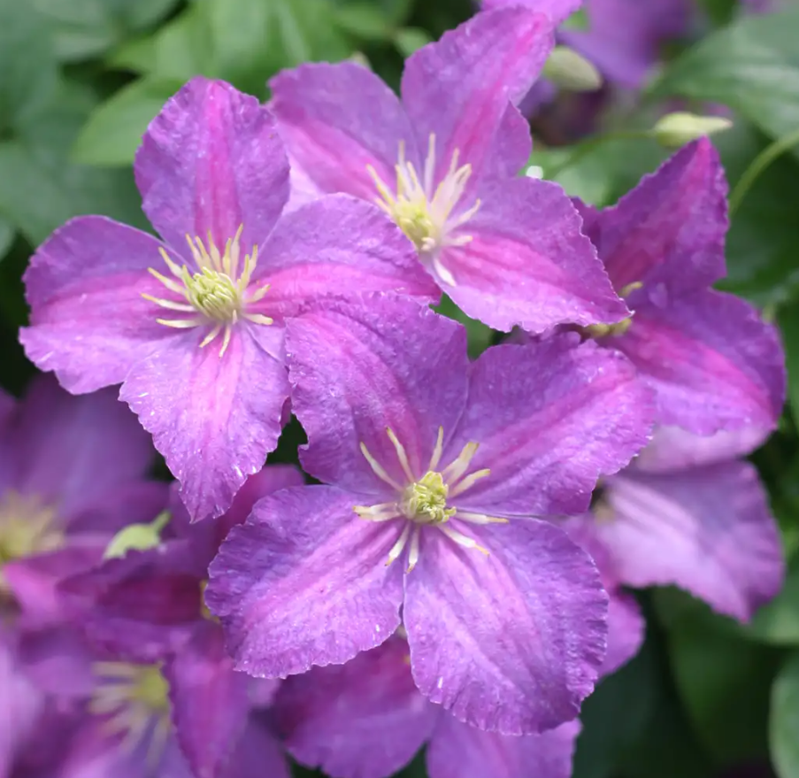 Jolly Good™ Clematis - 4" pot - Proven Winners