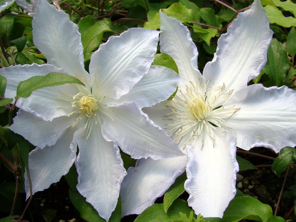 Gillian Blades Clematis - Hint of Blue to Pure White - 2.5" Pot