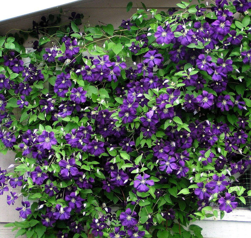 Jackmani Superba Clematis Vine - 2.5" Pot