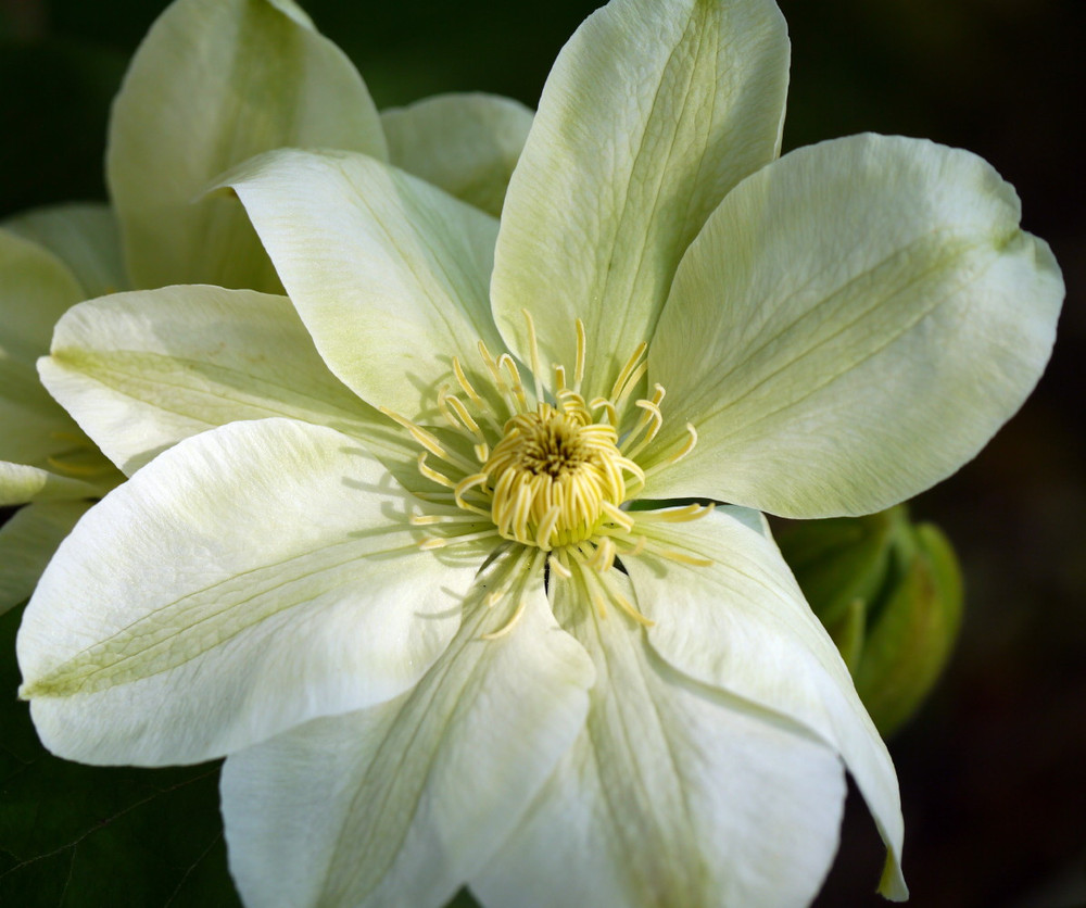Guernsey Cream Clematis Vine - Unique Color - 2.5" Pot