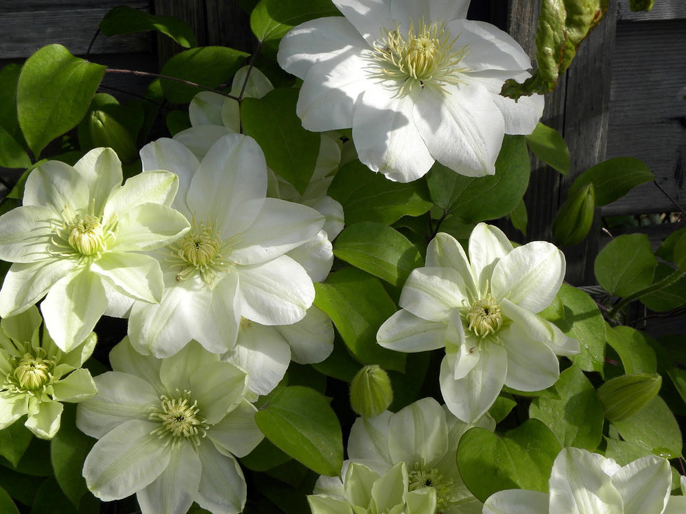 Guernsey Cream Clematis Vine - Unique Color - 2.5" Pot