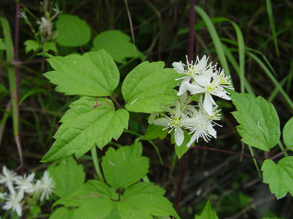 Clematis virginiana - Fall Blooming Love Vine - 2.5" Pot - Very Hard Vine