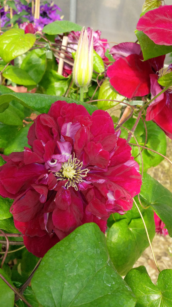 Charmaine Clematis Vine - Rich Pinkish Red - 2.5" Pot