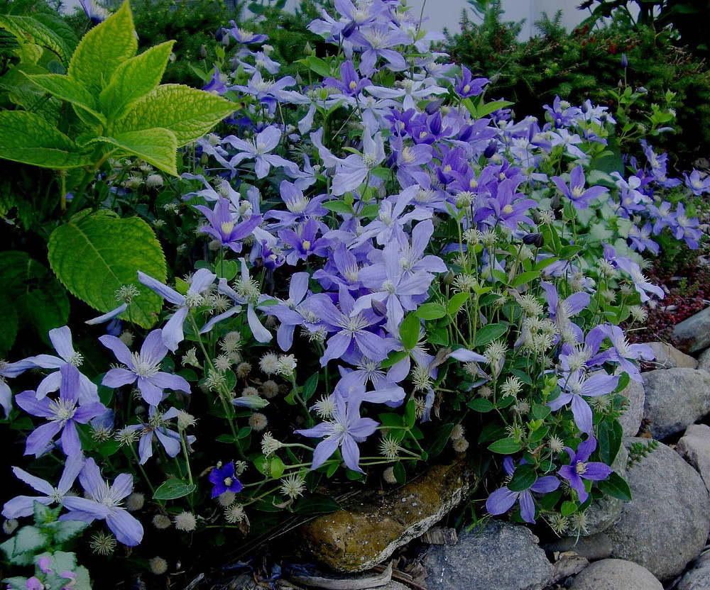 Arabella Clematis - Everblooming Hybrid - 2.5" Pot