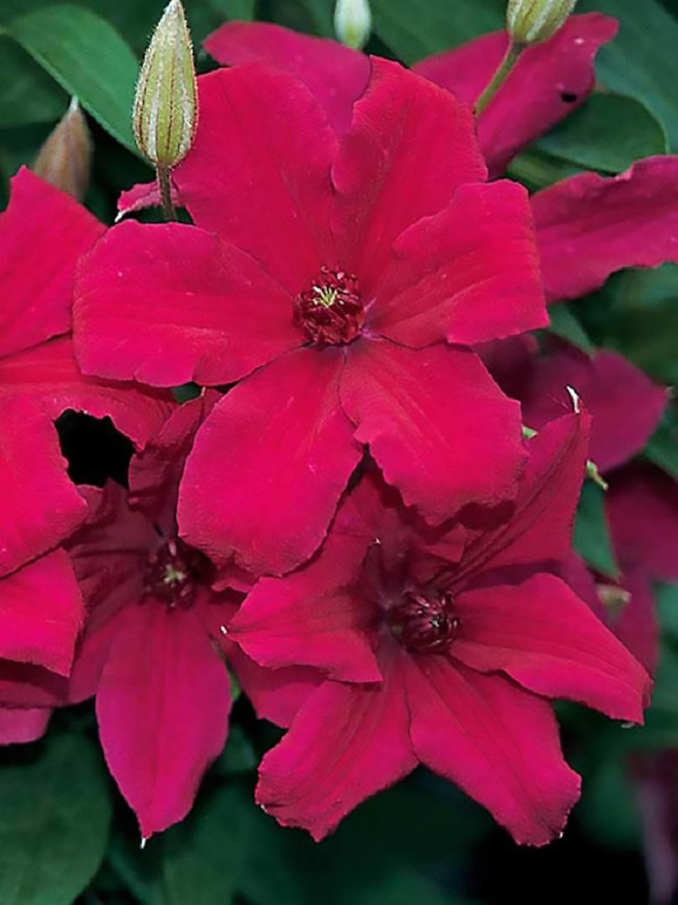 Cardinal Wyszynski Clematis Vine - Crimson Flowers - 2.5" Pot