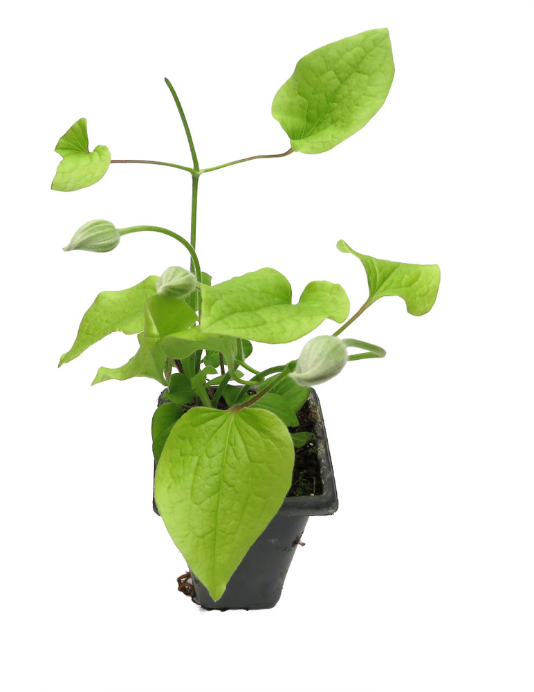 Cardinal Wyszynski Clematis Vine - Crimson Flowers - 2.5" Pot