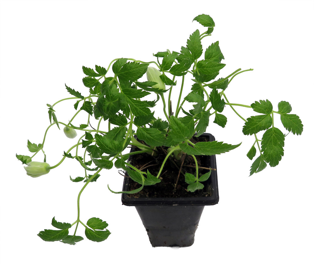 Blue Dancer Clematis Vine  - Clematis Alpina - Fragrant - 2.5" Pot