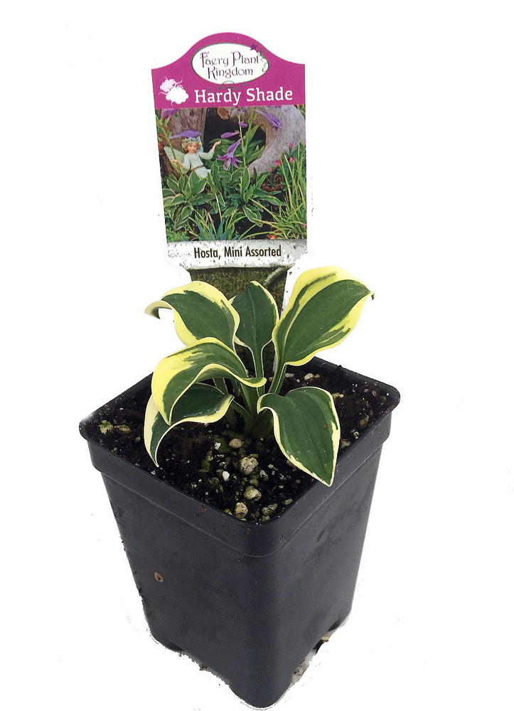 World's Smallest Hosta - Fairy Garden/Perennial Bedding Plant - 2.5" Pot