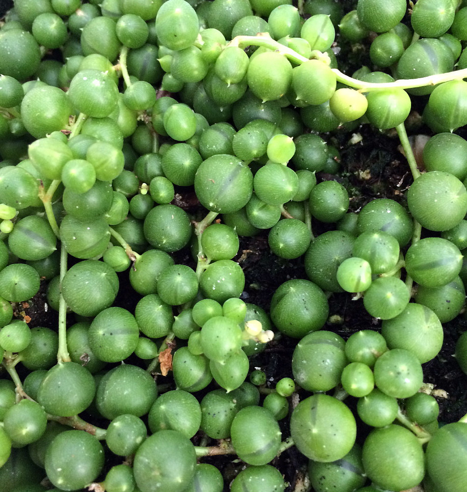 String of Pearls - Senecio rowleyanus - 2 pack 2" Pots