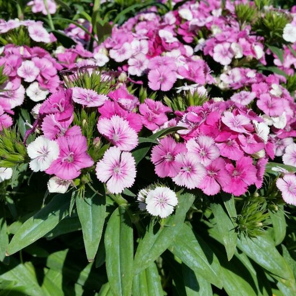 Pink Magic Dianthus - Multiple Pink Shades - 4" Pot