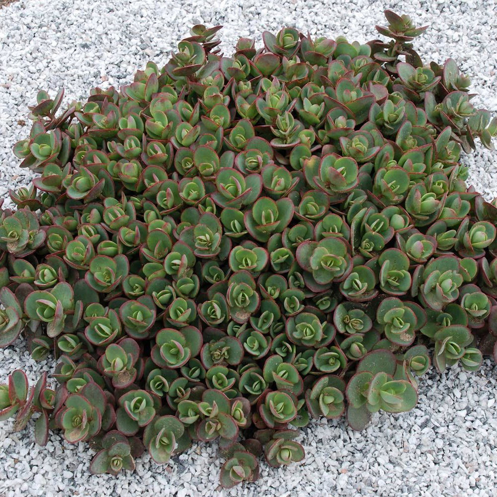 SunSparkler® Lime Zinger Sedum - Stonecrop - Loves the Sun - Quart Pot