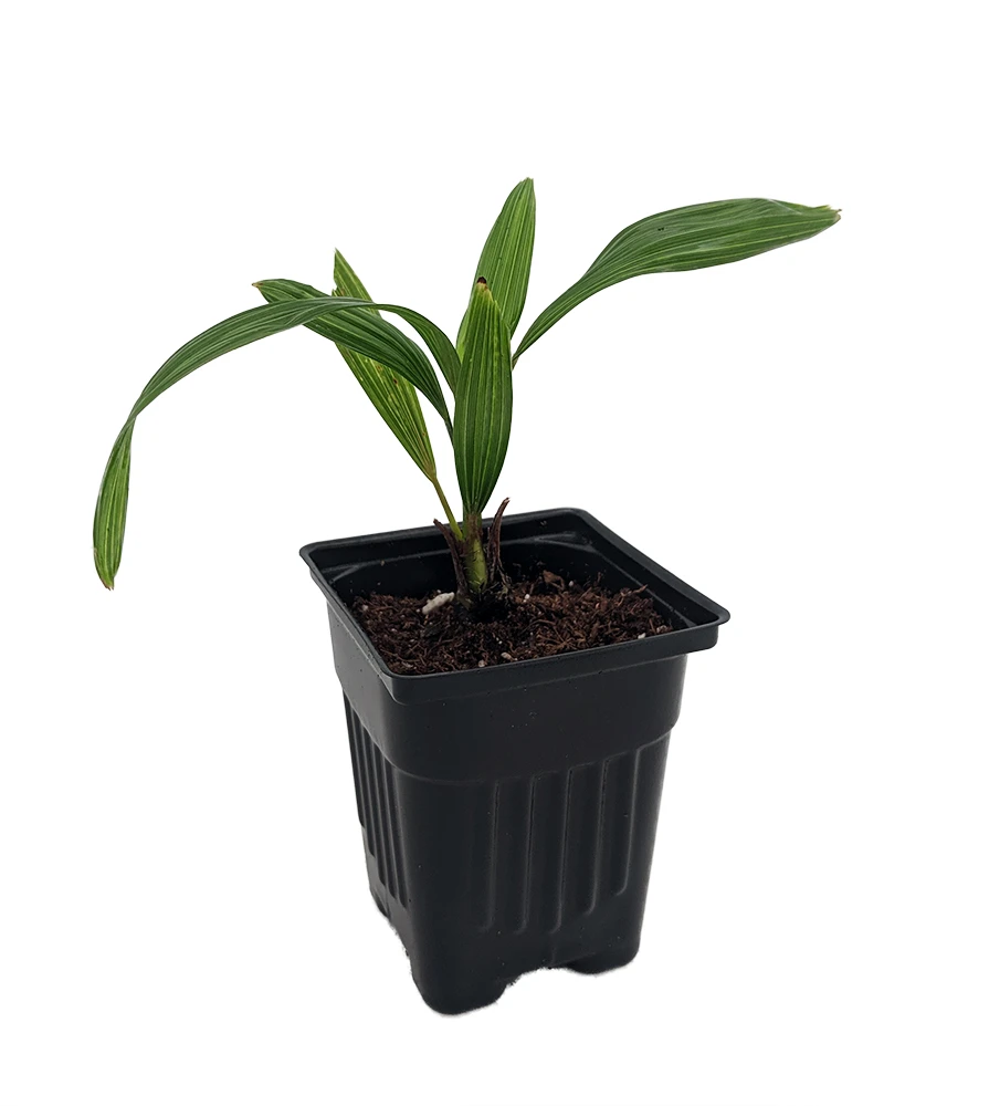 Windmill Palm - Chusan Palm - Trachycarpus fortunei - 4" Pot