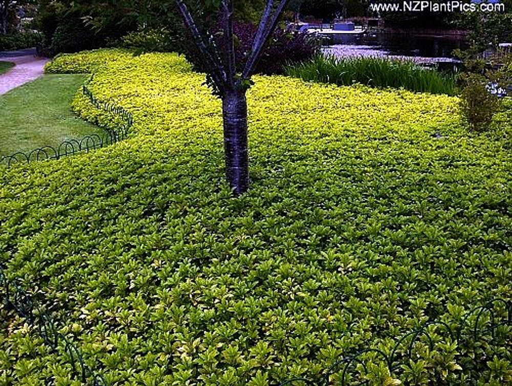 Japanese Spurge 48 Plants Pachysandra Hardy Groundcover 1 3 4 Pots Hirt S Gardens