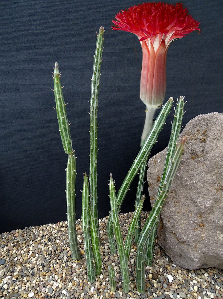 Candy Stick - Pickle Plant - Senecio stapelliformis -2" Pot-Collector's Series