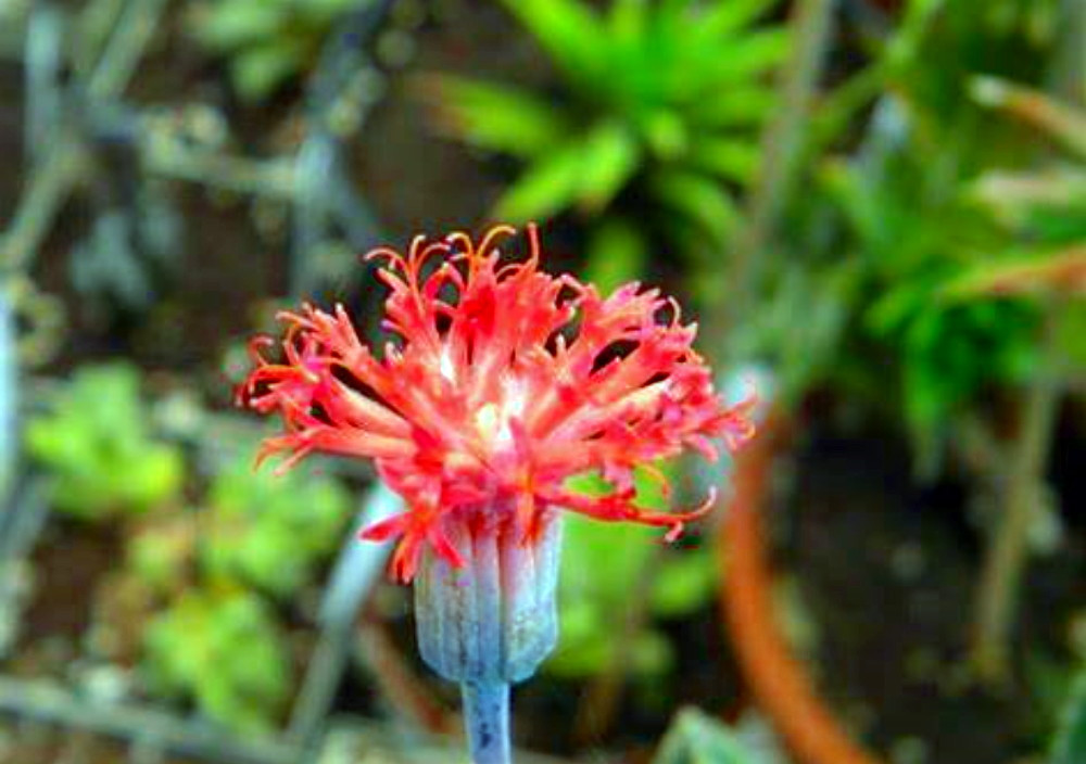 Candy Stick - Pickle Plant - Senecio stapelliformis -2" Pot-Collector's Series