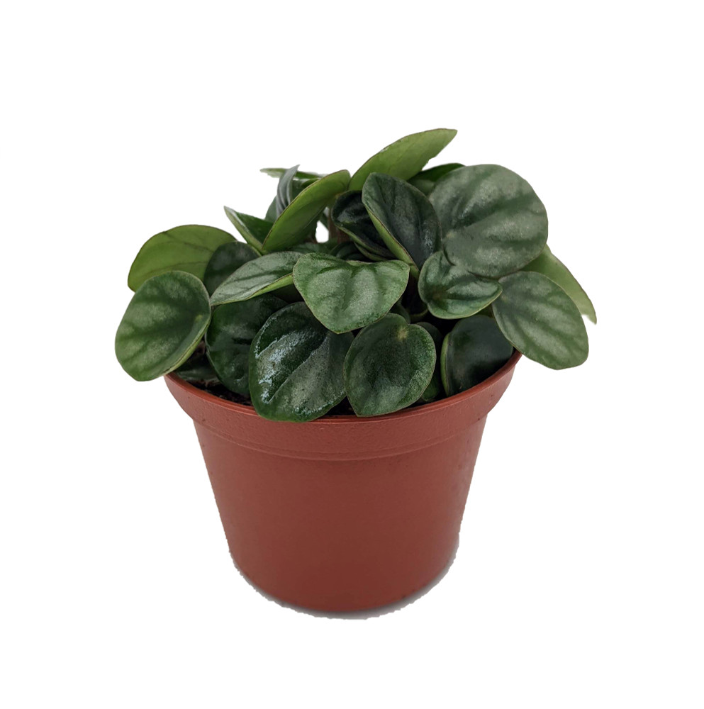 Little Toscani Peperomia Plant - 2.5" Pot