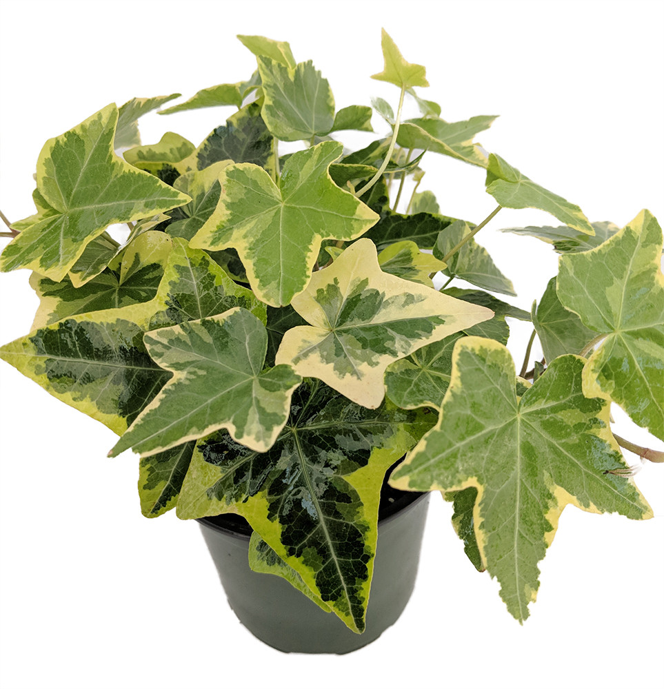 Gold Child English Ivy - Hardy Groundcover/House Plant - Sun or