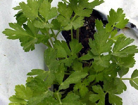 Flat Leaf Italian Parsley - 4" Pot - Favored by Chefs! - Live Plant