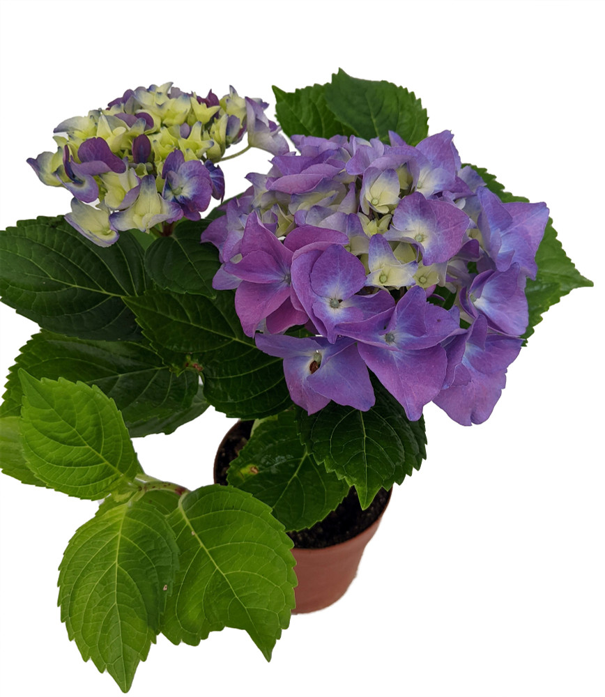 Blue/Purple Shades Hydrangea - 4" Pot - Enjoy Inside then Plant Outside