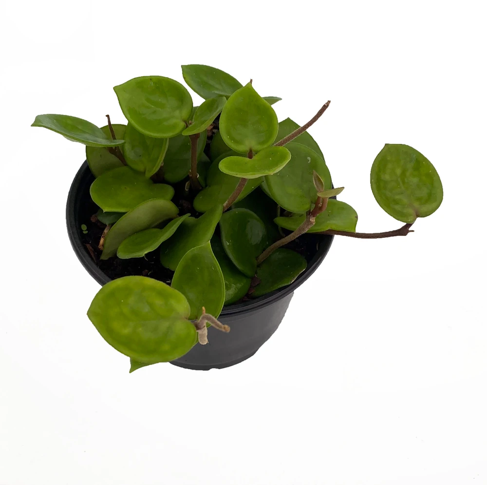 Chelsea Wax Plant - Hoya Carnosa - Great House Plant - 6" Pot