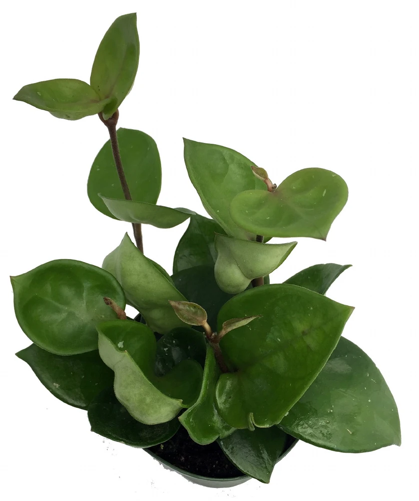 Chelsea Wax Plant - Hoya Carnosa - Great House Plant - 6" Pot