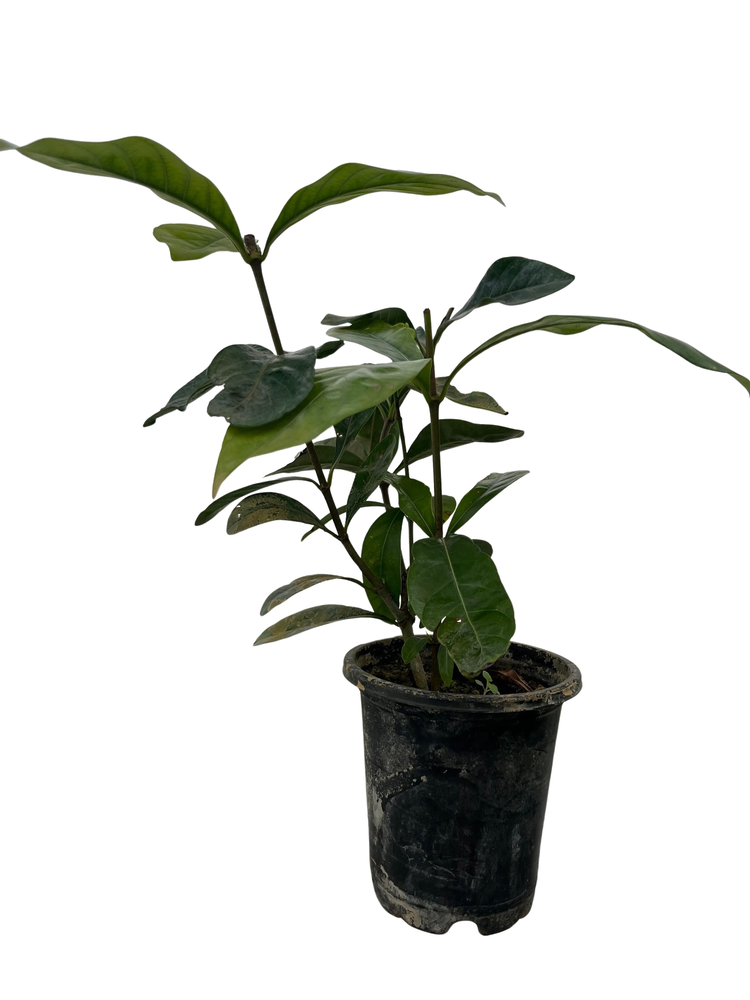 Vietnamese Moonspinner Gardenia Plant - EXTREMELY FRAGRANT-Indoors/Out  - 4" Pot