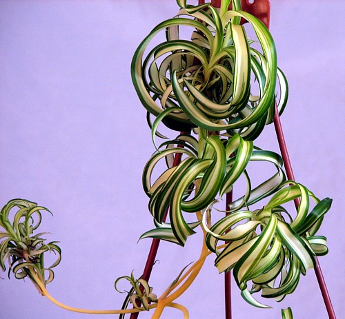 Bonnie Curly Spider Plant - Easy - Cleans the Air - 4