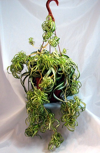 Bonnie Curly Spider Plant - Easy - Cleans the Air - 4