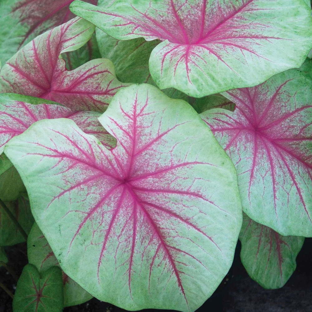 Mint Julep Caladium - 3 Bulbs - Fancy Pink Veins with Lime Green Edge