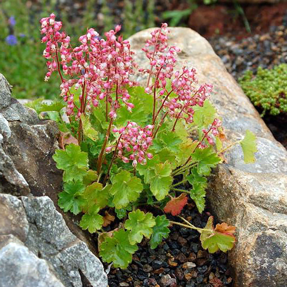 Chiquita Miniature Coral Bells - Heuchera - 2.5" Pot