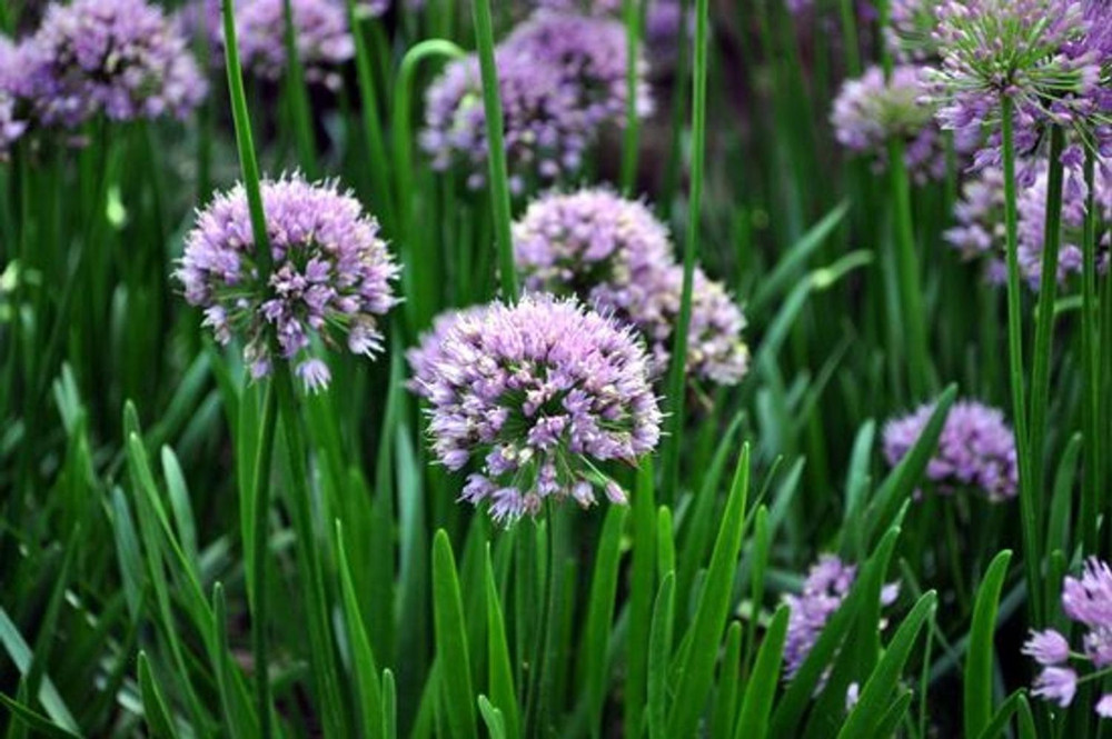 Millenium Flowering Onion Perennial - Allium - Gallon Pot