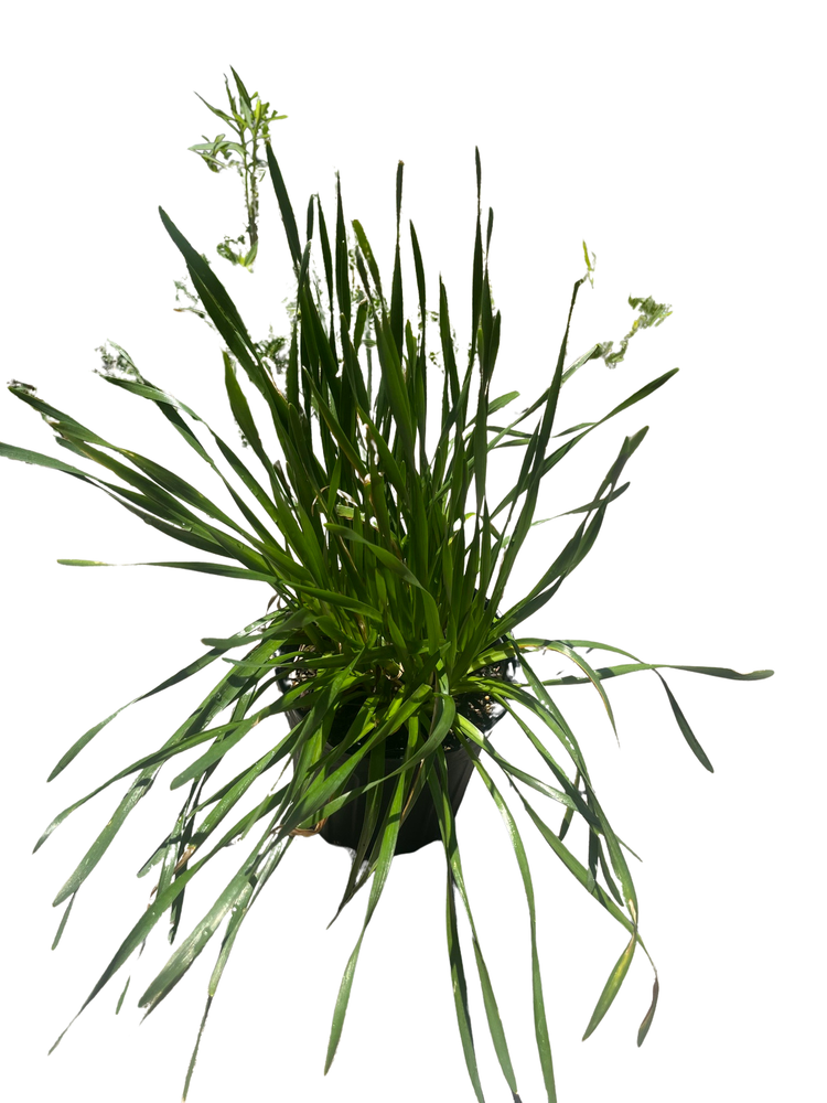 Millenium Flowering Onion Perennial - Allium - Gallon Pot