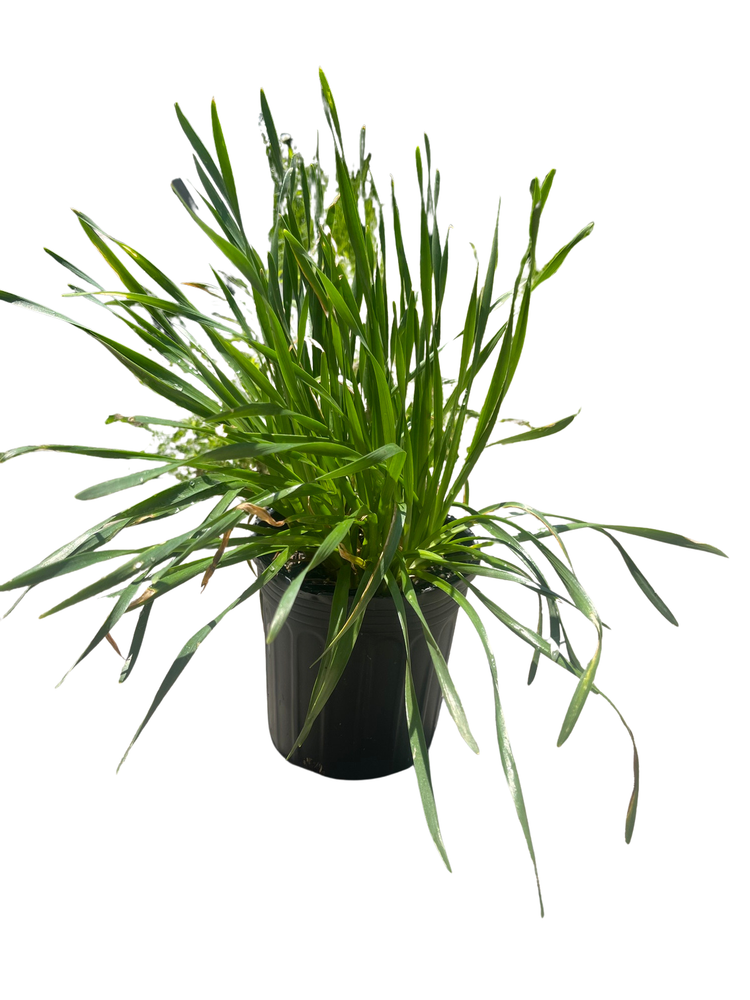 Millenium Flowering Onion Perennial - Allium - Gallon Pot