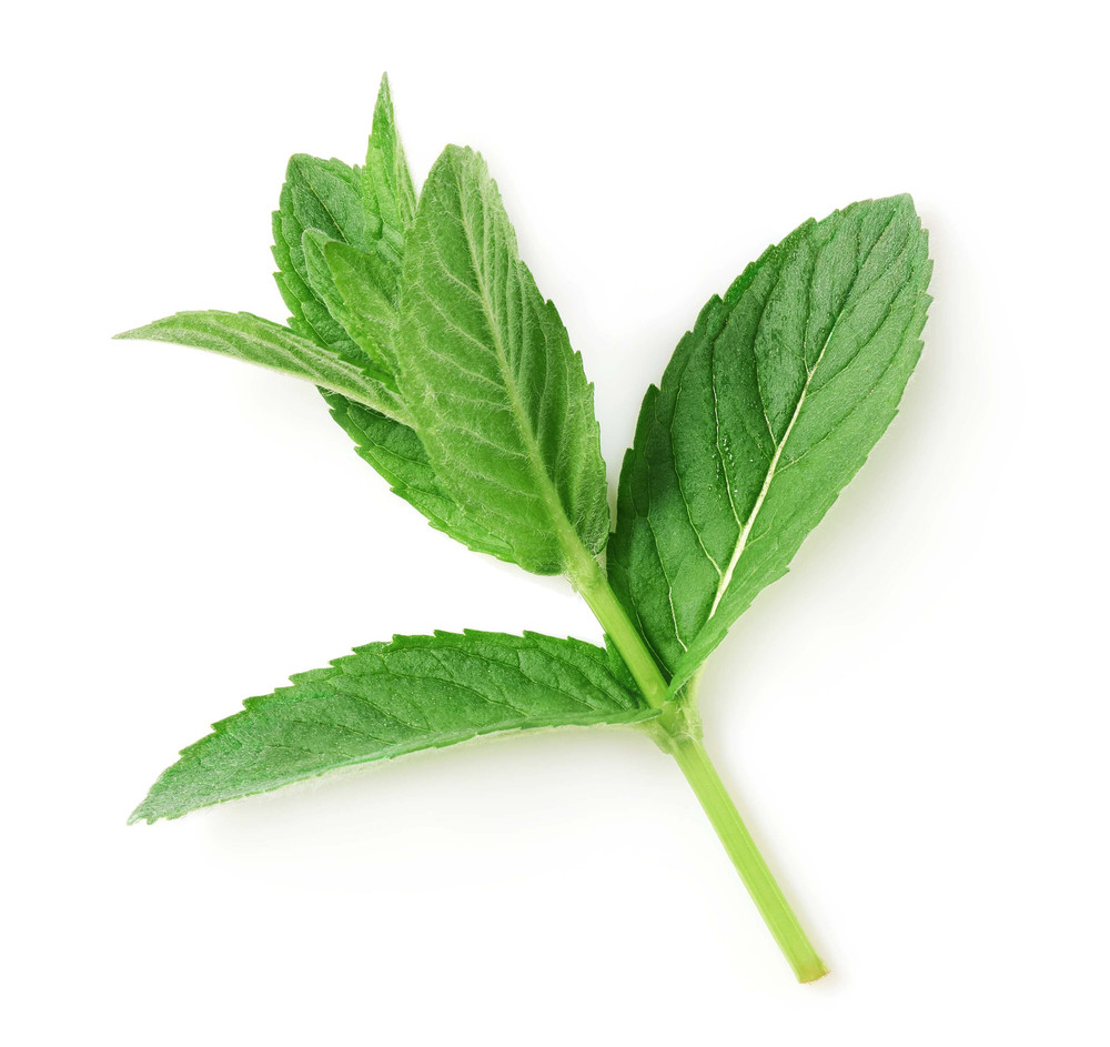 Spearmint Plant - Grow Indoors/Out - 4" Pot