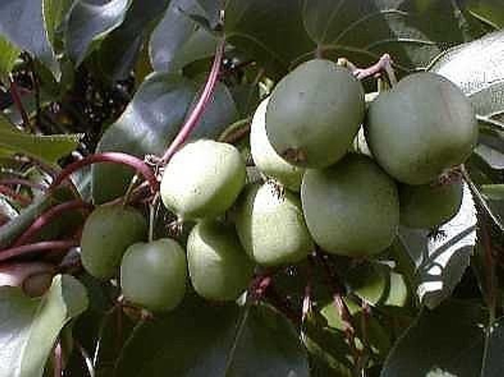 2 Hardy Kiwi Plants - Actinidia - Anna and Meader - 2.5" Pot