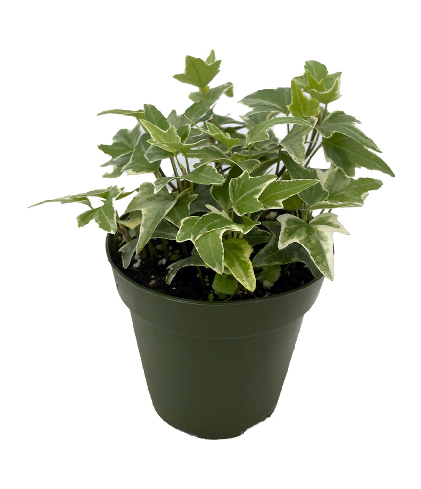 Glacier English Ivy - Hedera - 4" Pot - Easy to Grow, Indoors